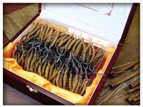 凤庆冬虫夏草回收